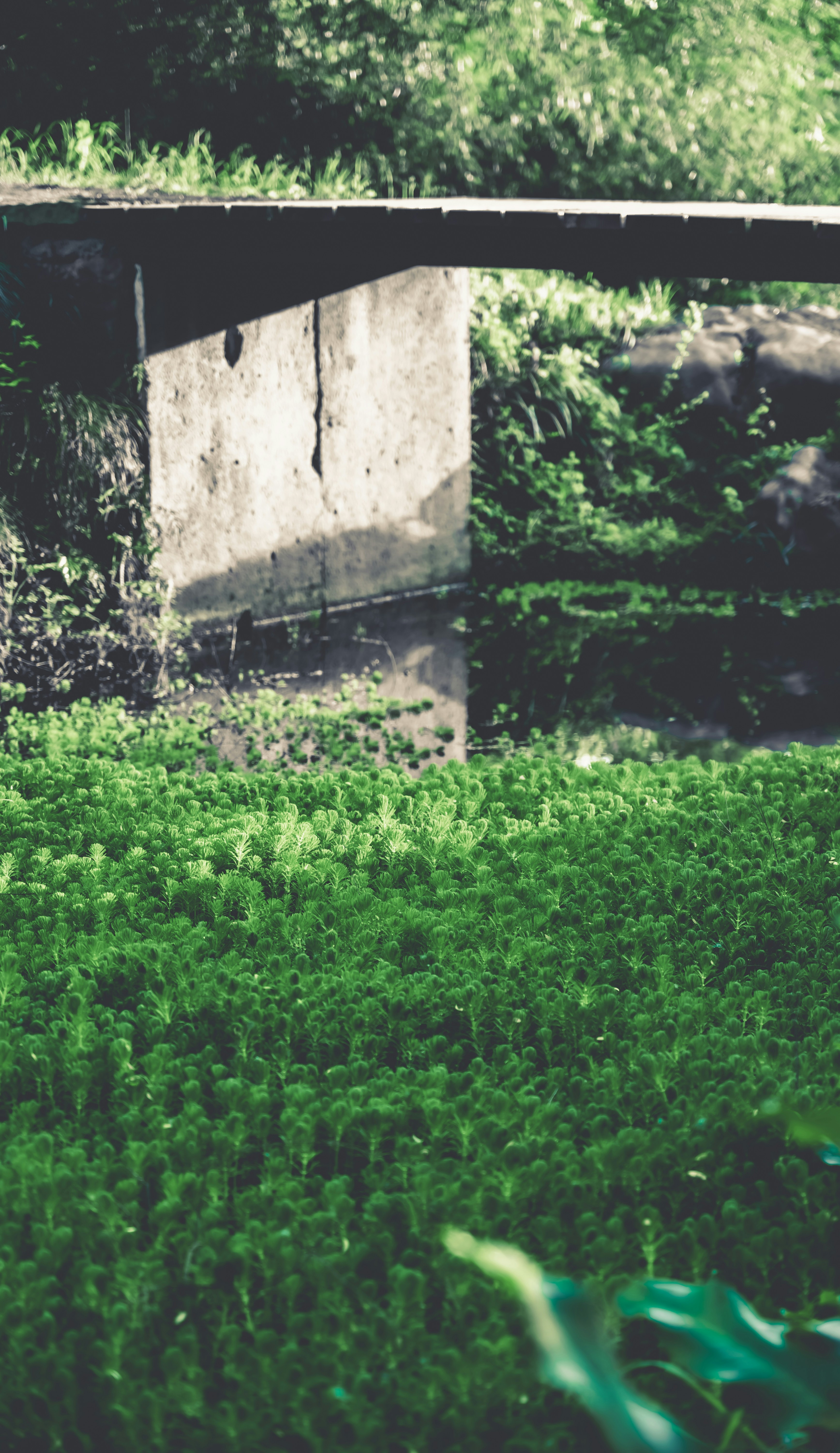 Photo by mocking_bird