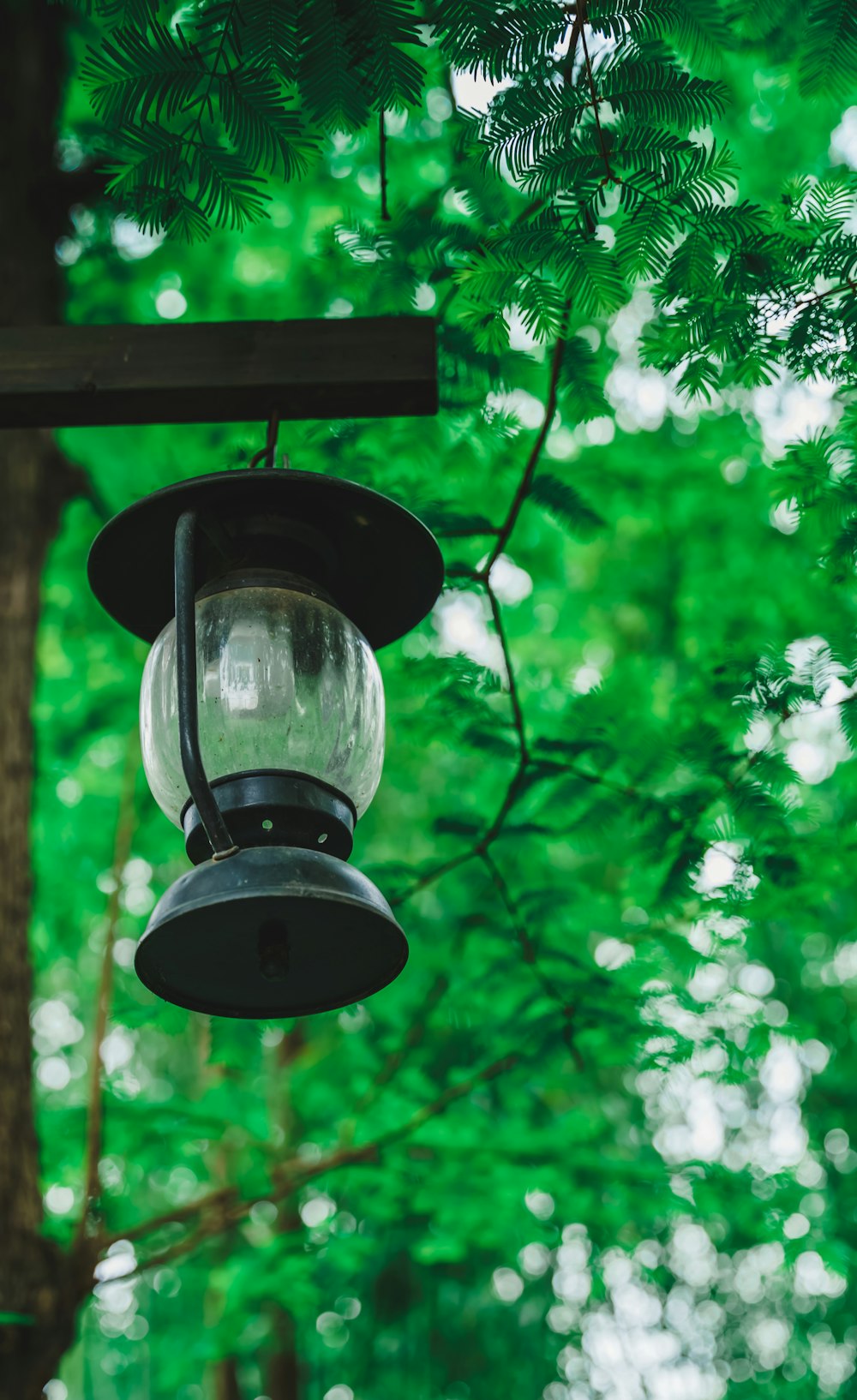 a lantern hanging from a tree in a forest