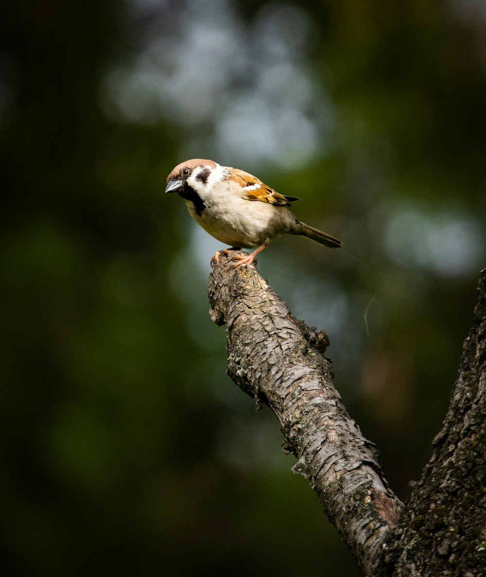 Un piccolo uccello appollaiato sulla cima di un ramo d'albero