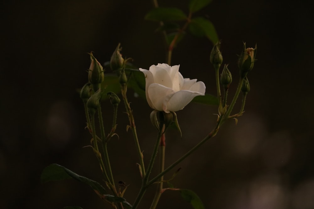 a white rose is blooming in the dark