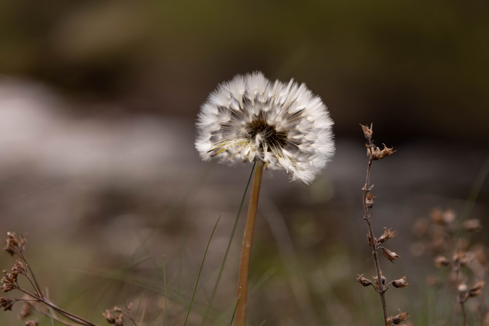 a dandelion in the middle of a field