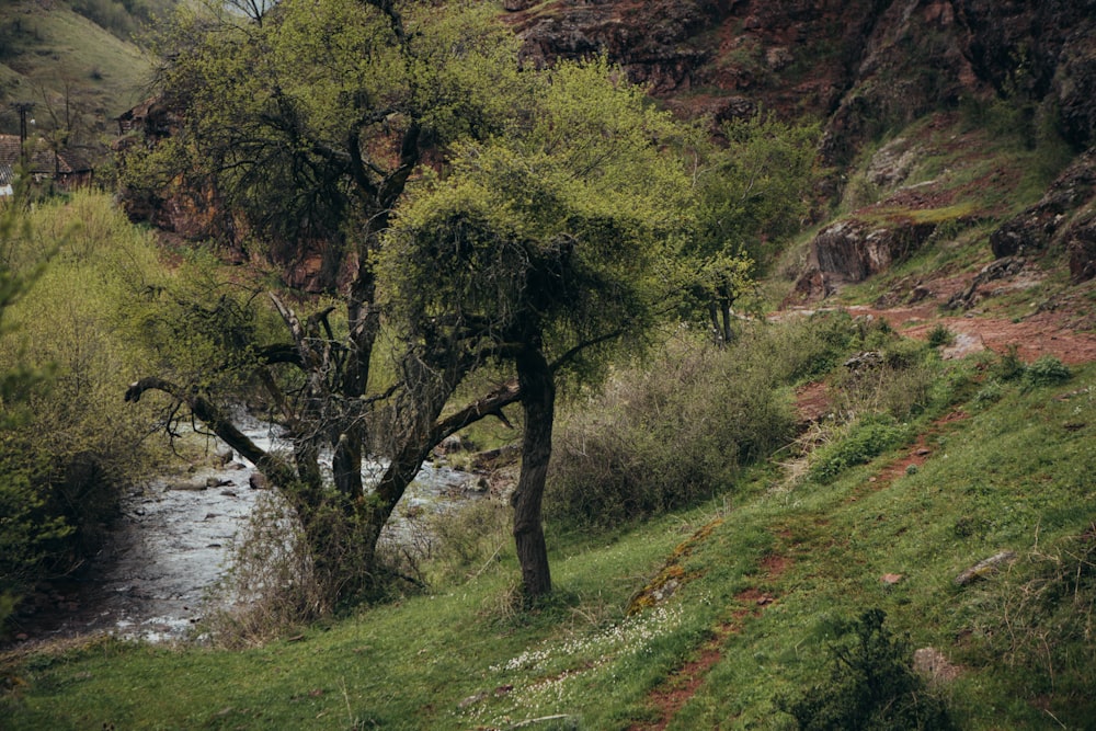 a cow standing next to a tree near a river