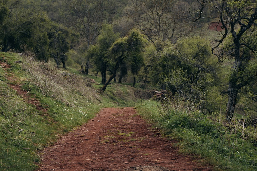 an animal walking down a dirt road in the woods