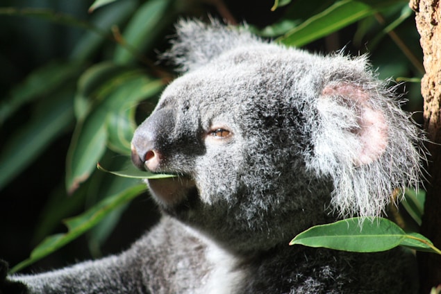 A playful koala holding a eucalyptus leaf with a vibrant Solana blockchain backdrop.