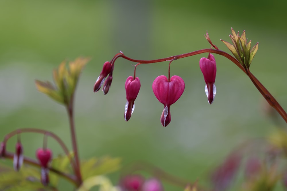 a close up of a flower with a blurry background