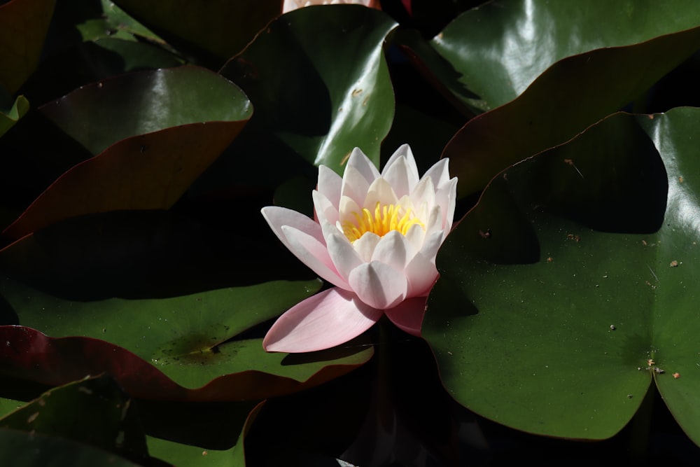 Un nenúfar blanco y amarillo en un estanque