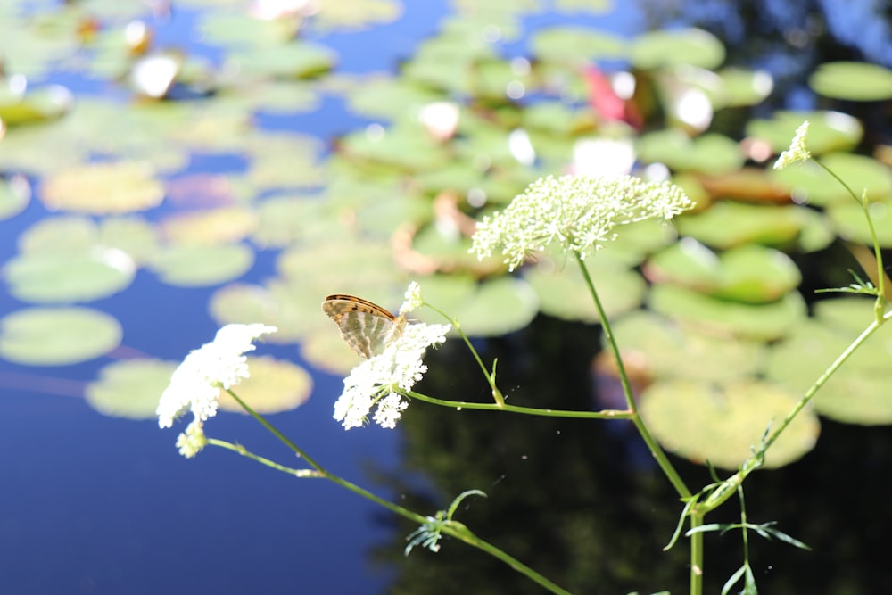 a close up of a flower near a body of water