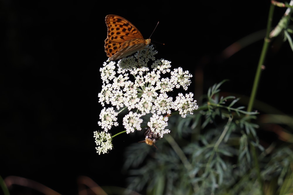 Una mariposa sentada encima de una flor blanca