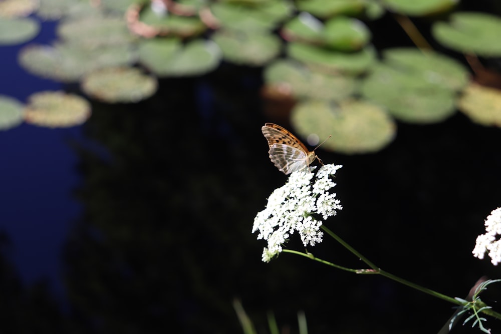 Una mariposa sentada encima de una flor blanca