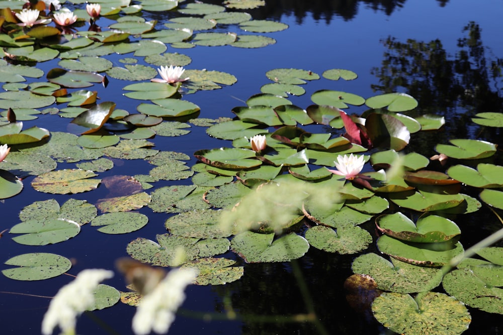 a pond filled with lots of water lilies