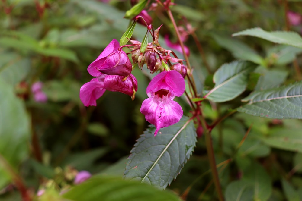 a close up of a pink flower with green leaves