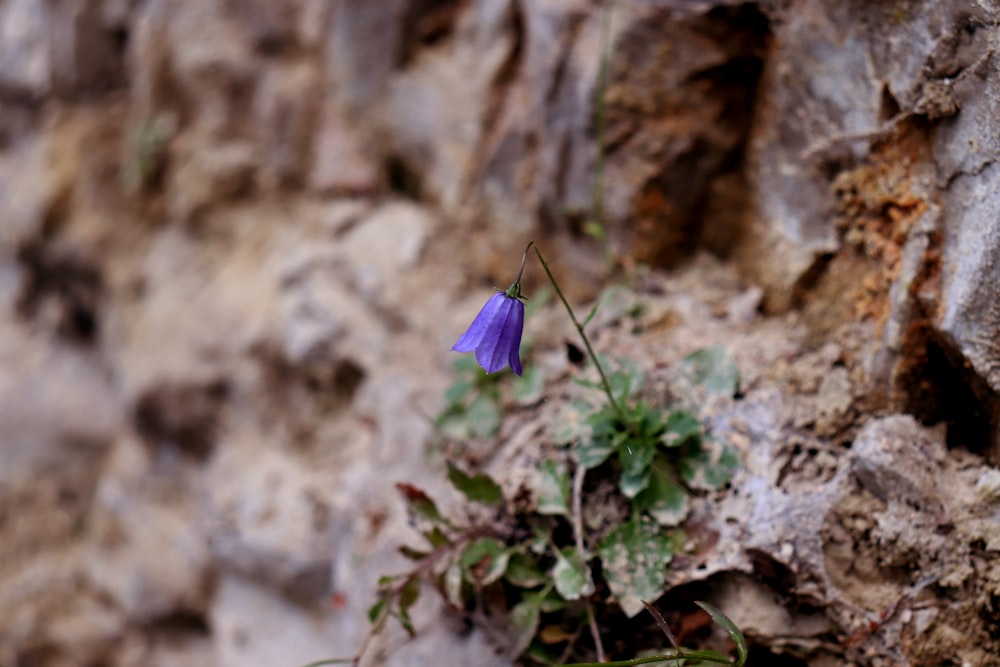 a purple flower growing out of a crack in a rock wall