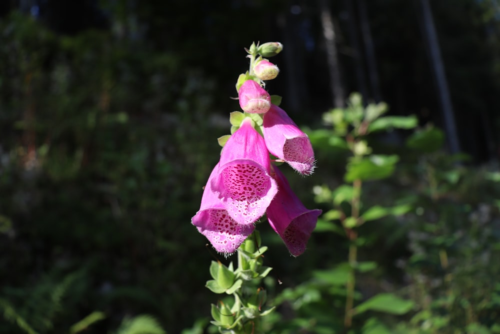 a close up of a pink flower in a field