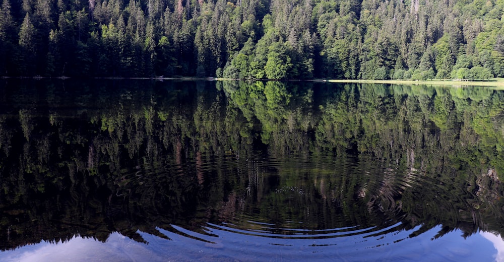 a large body of water surrounded by trees