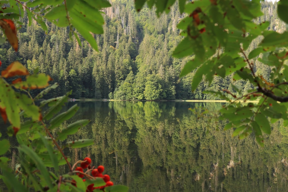 un cuerpo de agua rodeado de árboles y un bosque