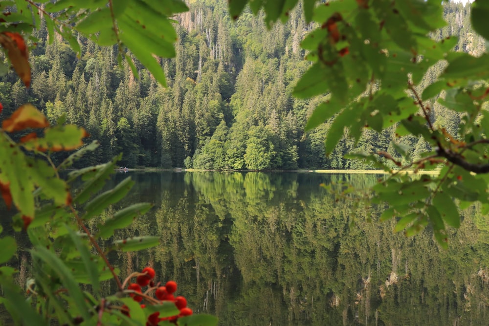 a body of water surrounded by trees and a forest