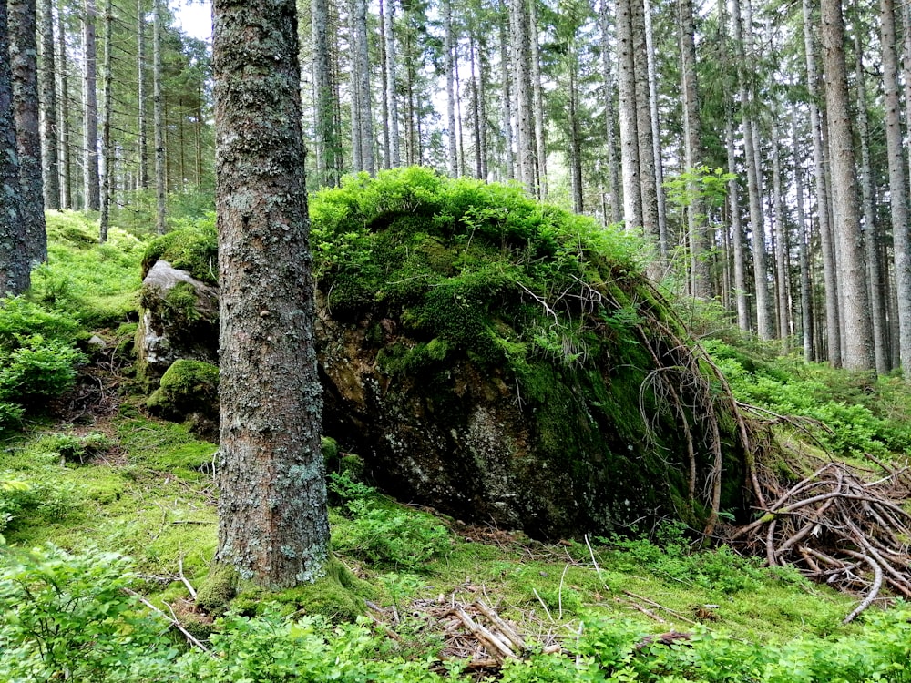Una roca cubierta de musgo en medio de un bosque
