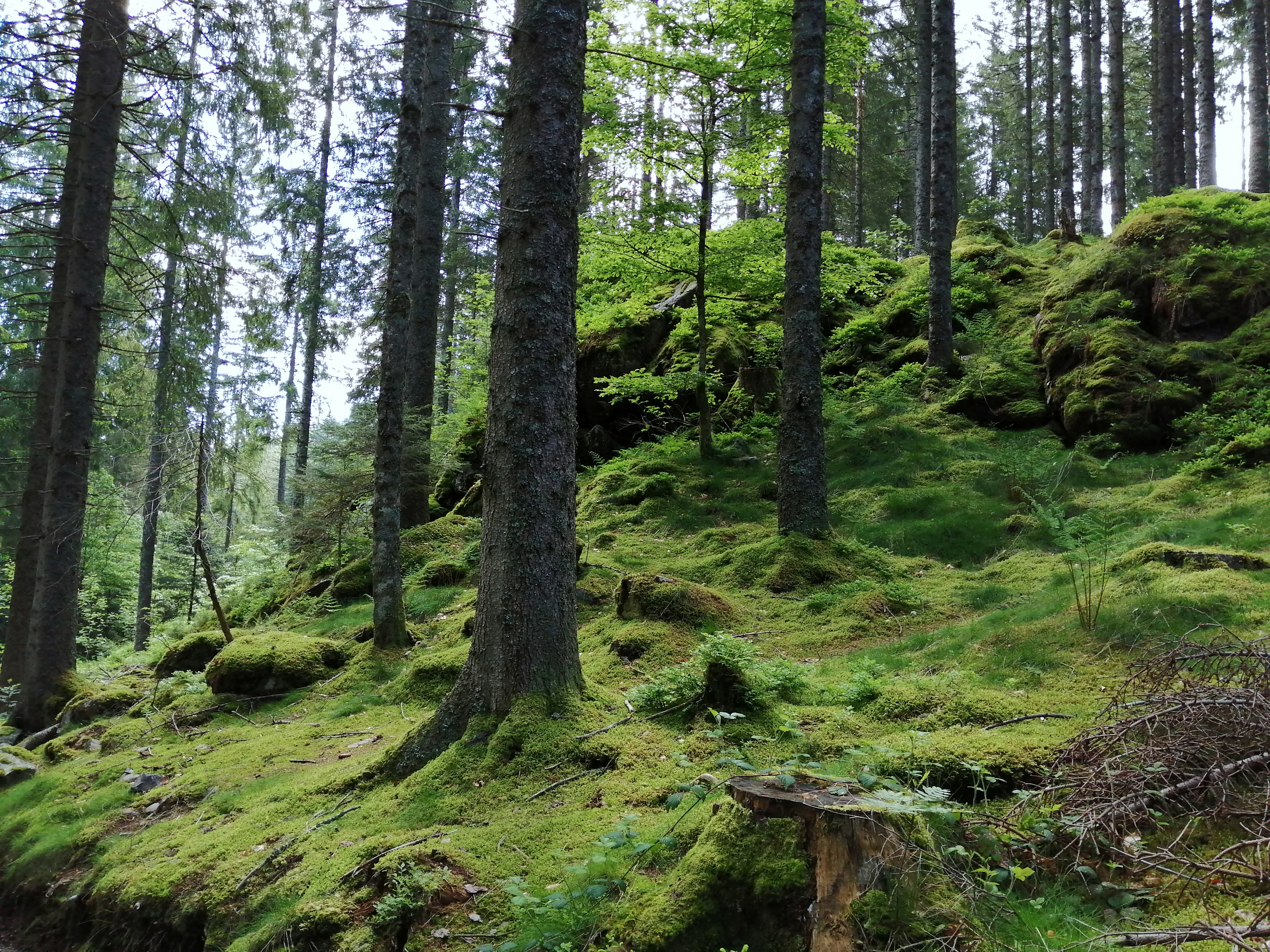 a lush green forest filled with lots of trees