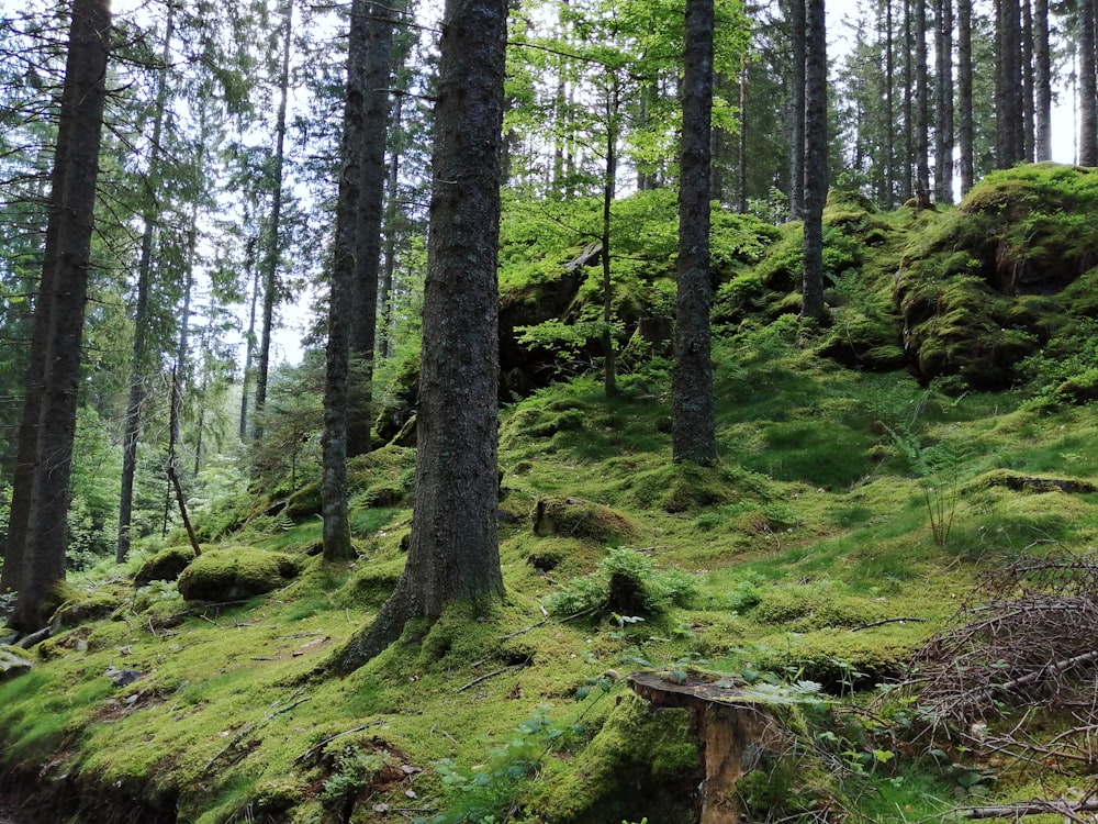 a lush green forest filled with lots of trees