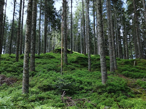 a green hillside covered in lots of trees