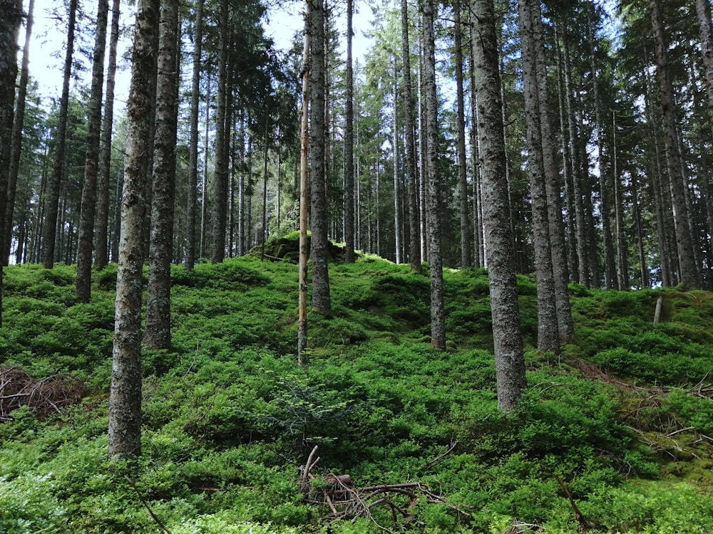 una ladera verde cubierta de muchos árboles