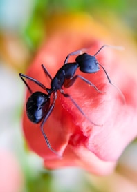 two black ants standing on top of a red flower