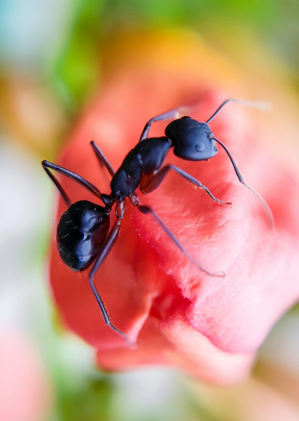 two black ants standing on top of a red flower