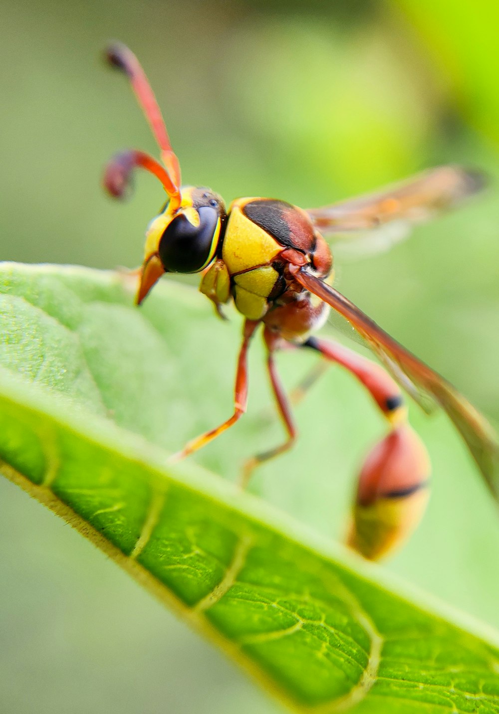ein gelbes und schwarzes Insekt, das auf einem grünen Blatt sitzt