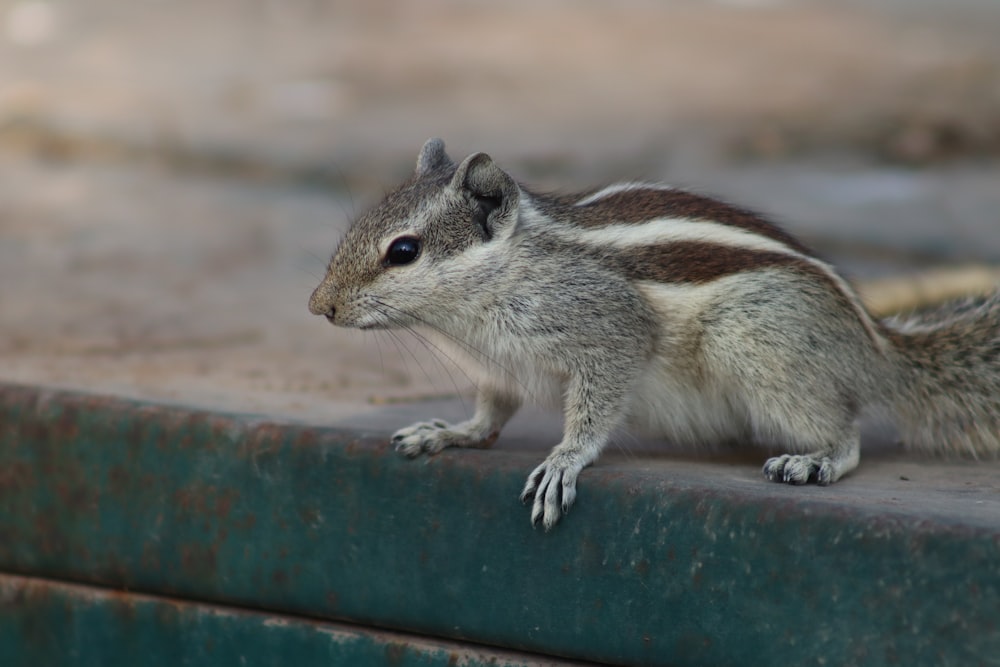 a small squirrel sitting on top of a metal rail