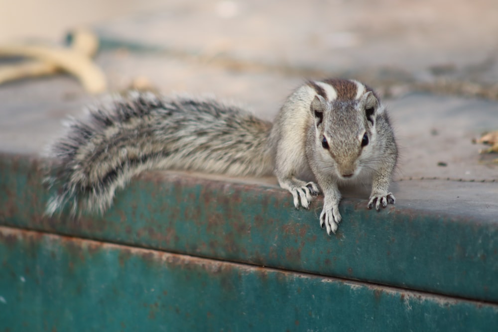 a small squirrel sitting on top of a metal box