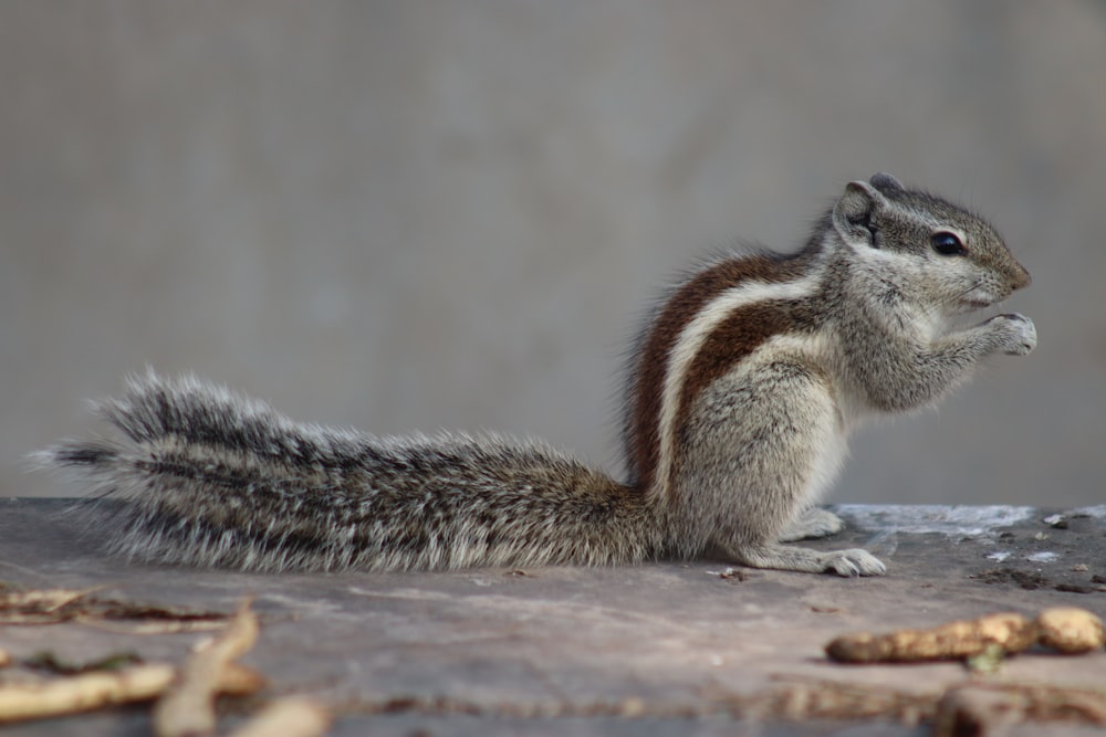 a squirrel sitting on the ground looking up