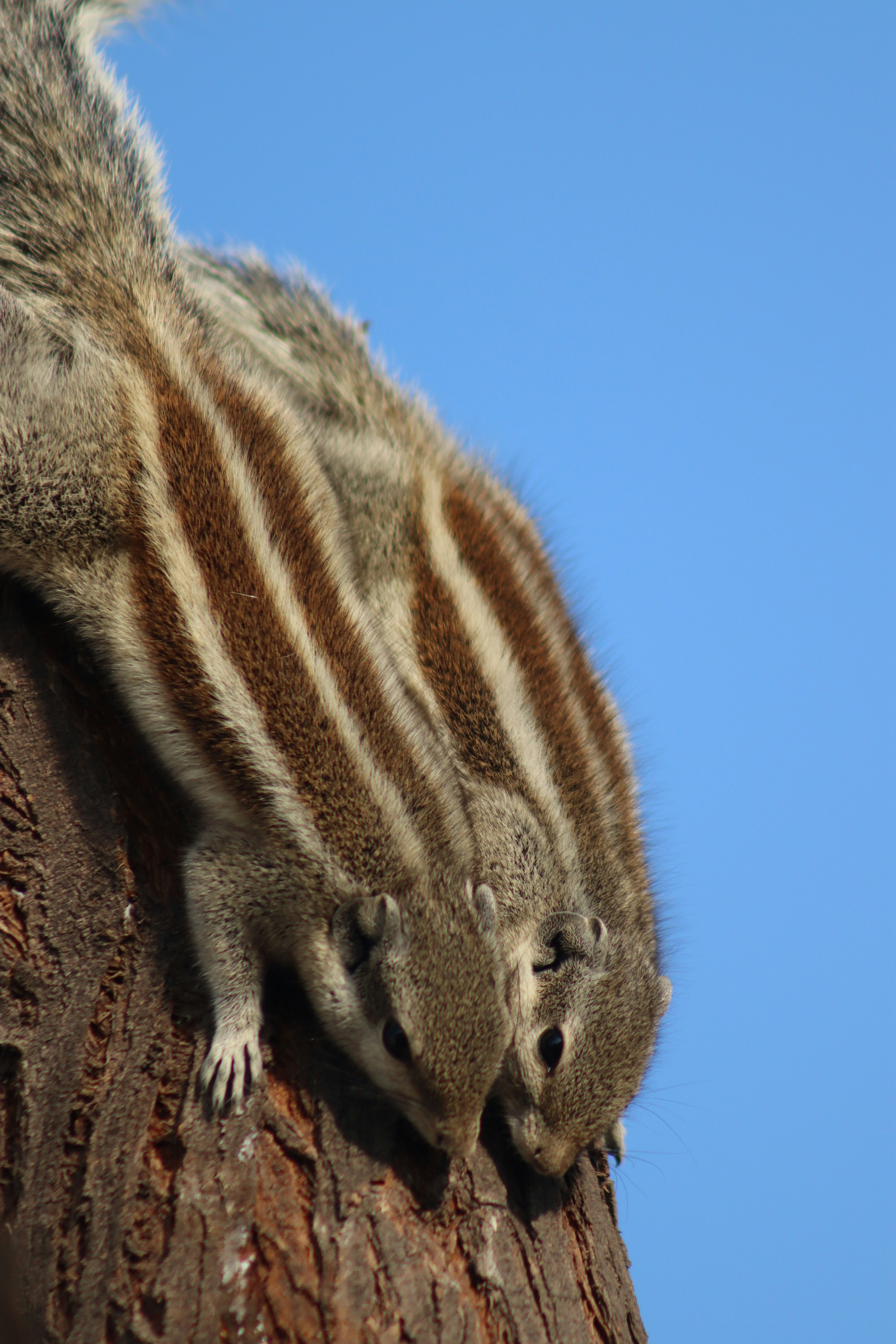 Foto zum Thema Ein eichhörnchen klettert auf einen baumstamm