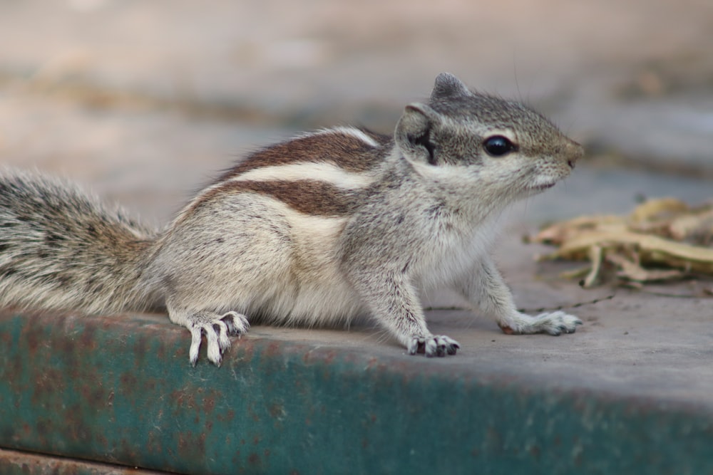 a small squirrel is sitting on a ledge