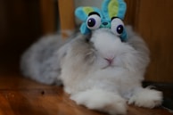 A fluffy rabbit with gray and white fur is lying on a wooden floor. It is wearing a playful blue and green headband with large cartoon eyes, giving it a whimsical appearance.