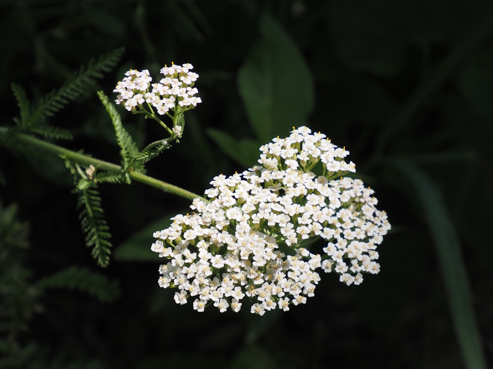 a close up of a white flower on a plant