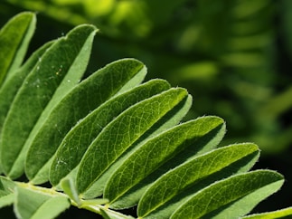 a close up of a green leaf on a tree