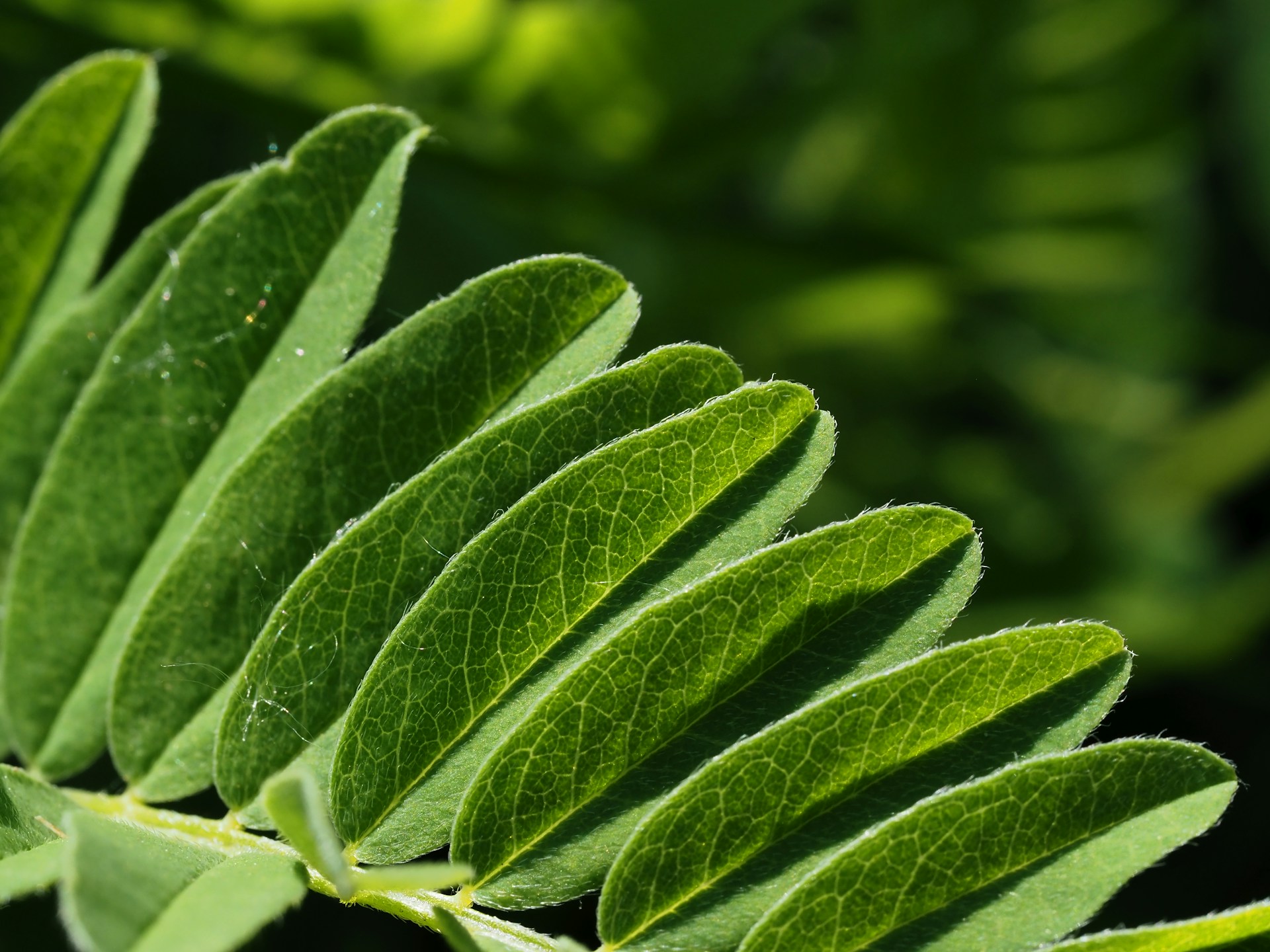 a close up of a green leaf on a tree
