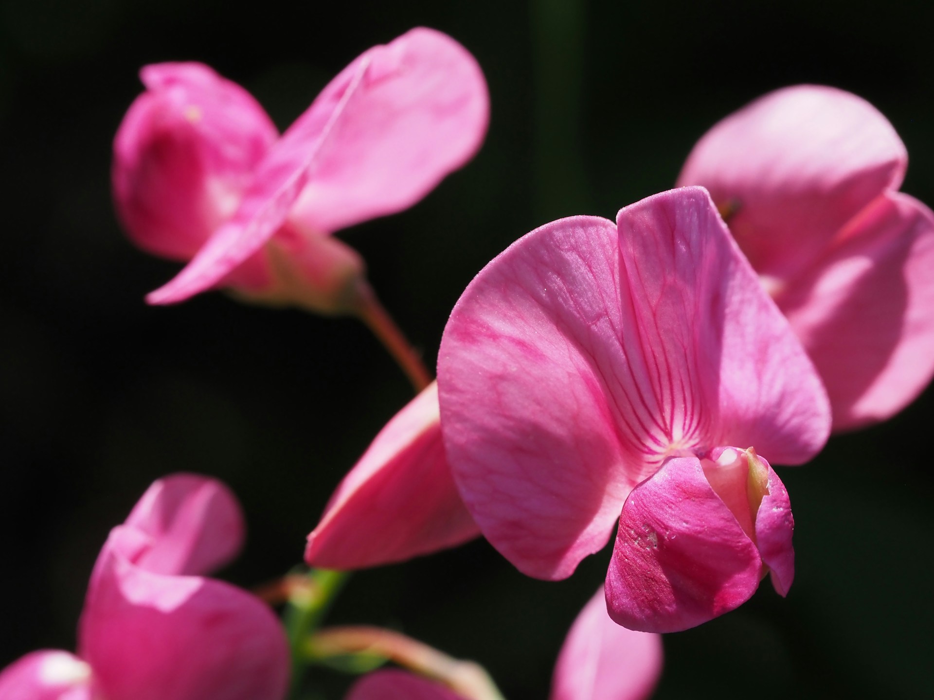 a close up of a pink flower with a black background