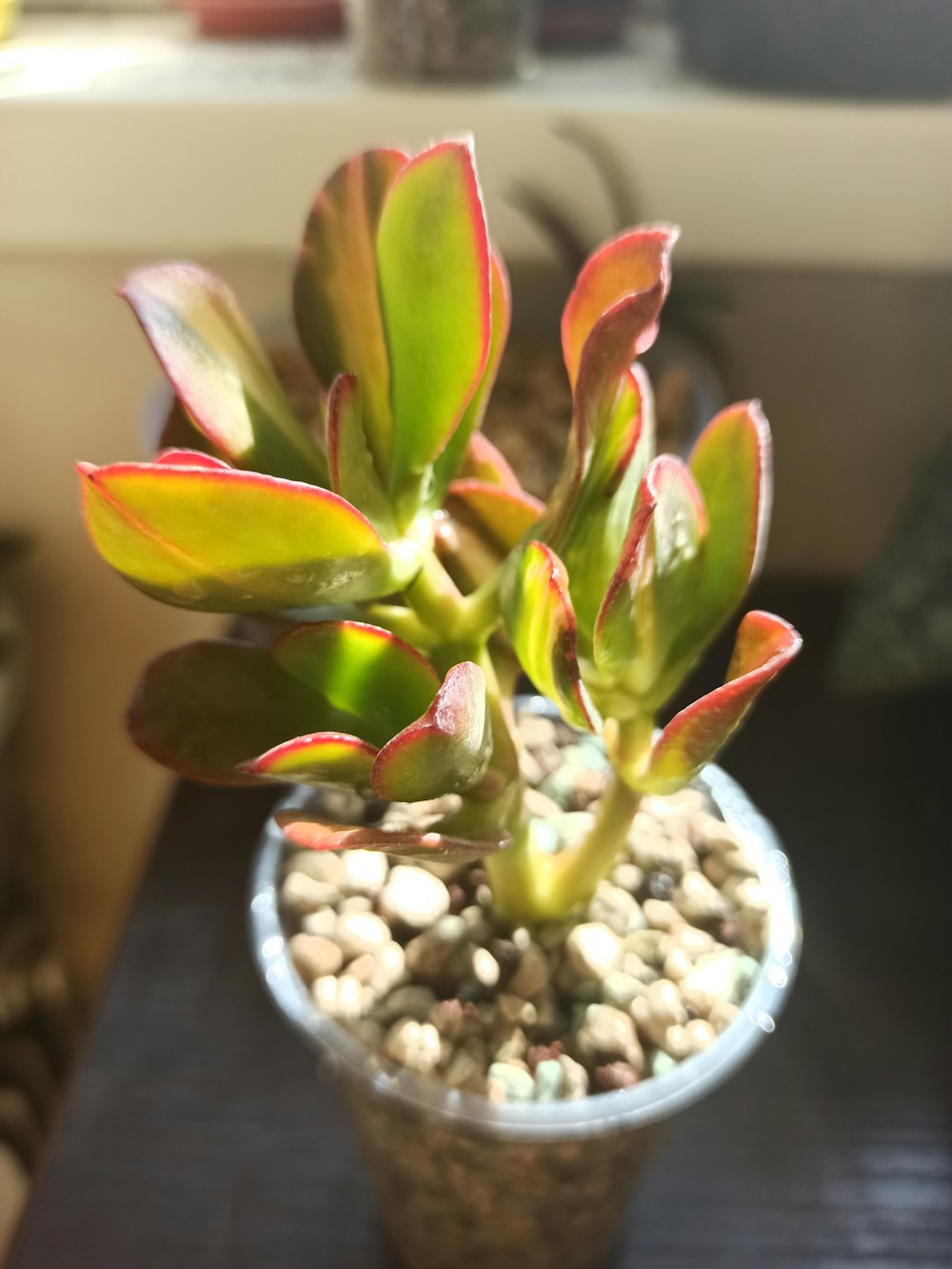 una piccola pianta in vaso seduta sopra un tavolo