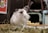 A fluffy rabbit with a mix of white and grey fur is sitting on a bed of hay. Its ears are slightly perked up and it appears to be gazing at something. In the background, there are various items including a multicolored illustration on the wall and a green object resembling a pet carrier.