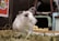 A fluffy rabbit with a mix of white and grey fur is sitting on a bed of hay. Its ears are slightly perked up and it appears to be gazing at something. In the background, there are various items including a multicolored illustration on the wall and a green object resembling a pet carrier.