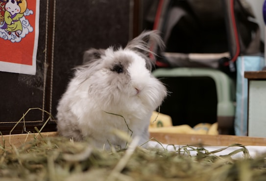 A fluffy rabbit with a mix of white and grey fur is sitting on a bed of hay. Its ears are slightly perked up and it appears to be gazing at something. In the background, there are various items including a multicolored illustration on the wall and a green object resembling a pet carrier.