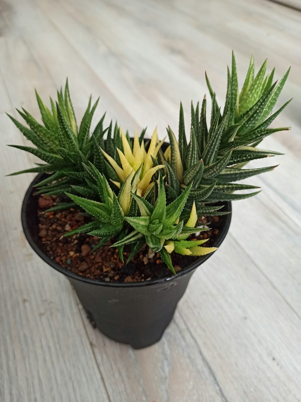 a potted plant on a wooden table