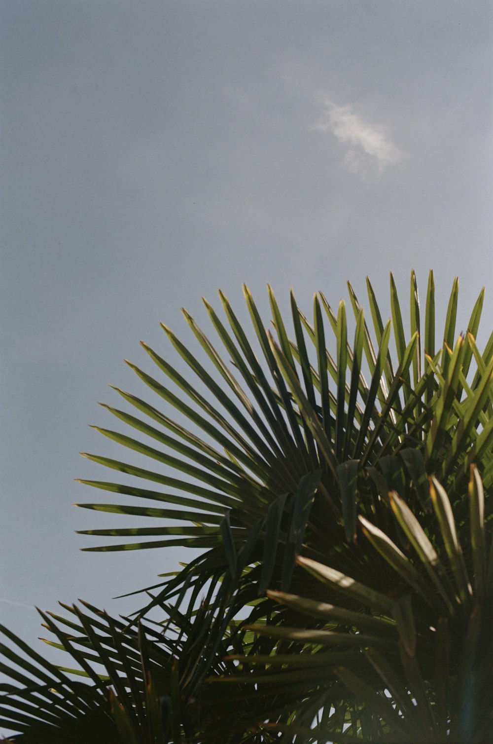 a bird is perched on top of a palm tree