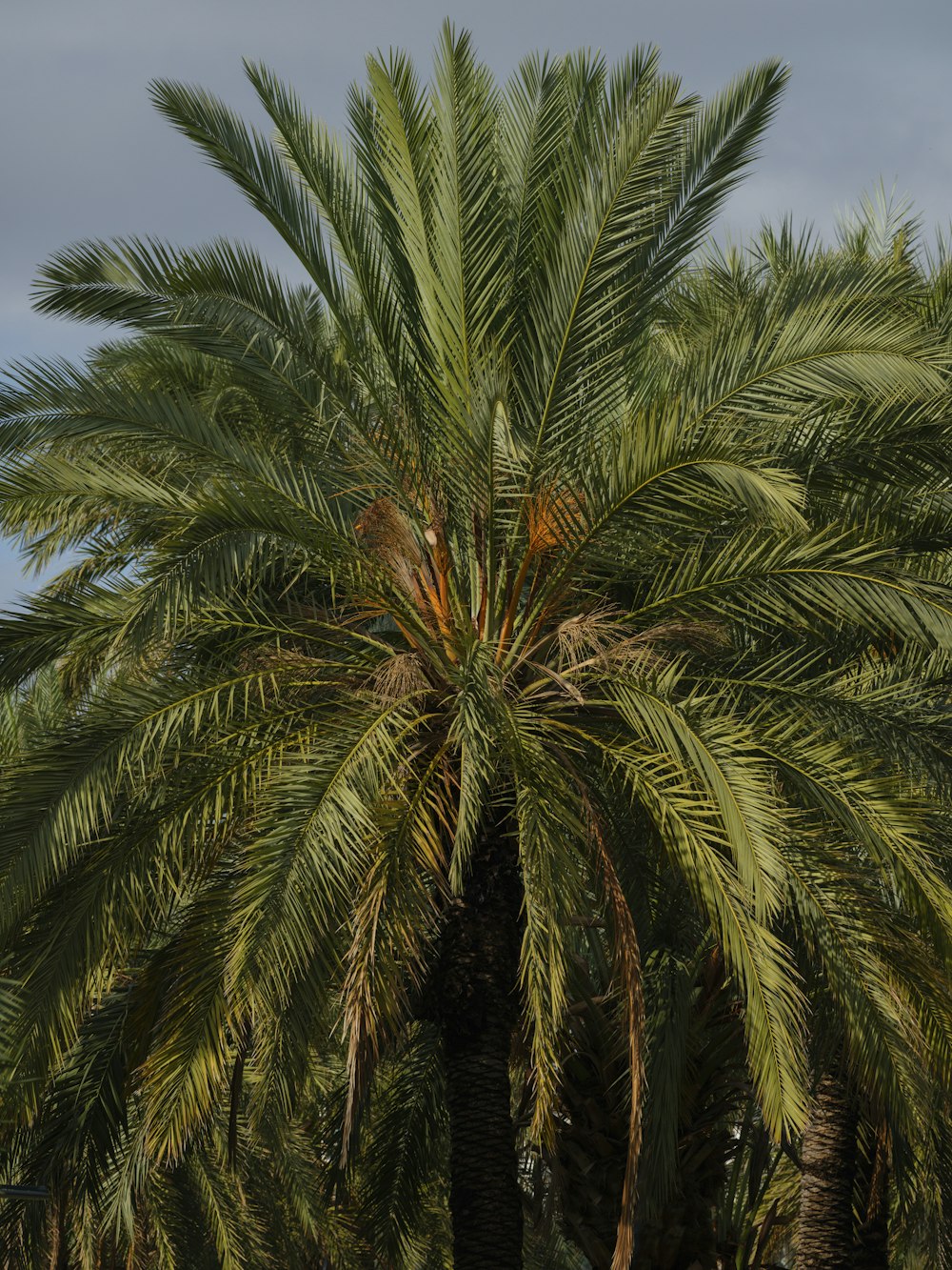 a group of palm trees with a blue sky in the background