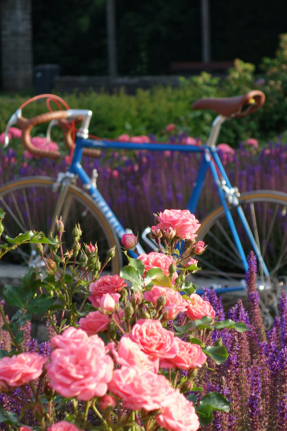 a blue bicycle parked next to a field of pink flowers