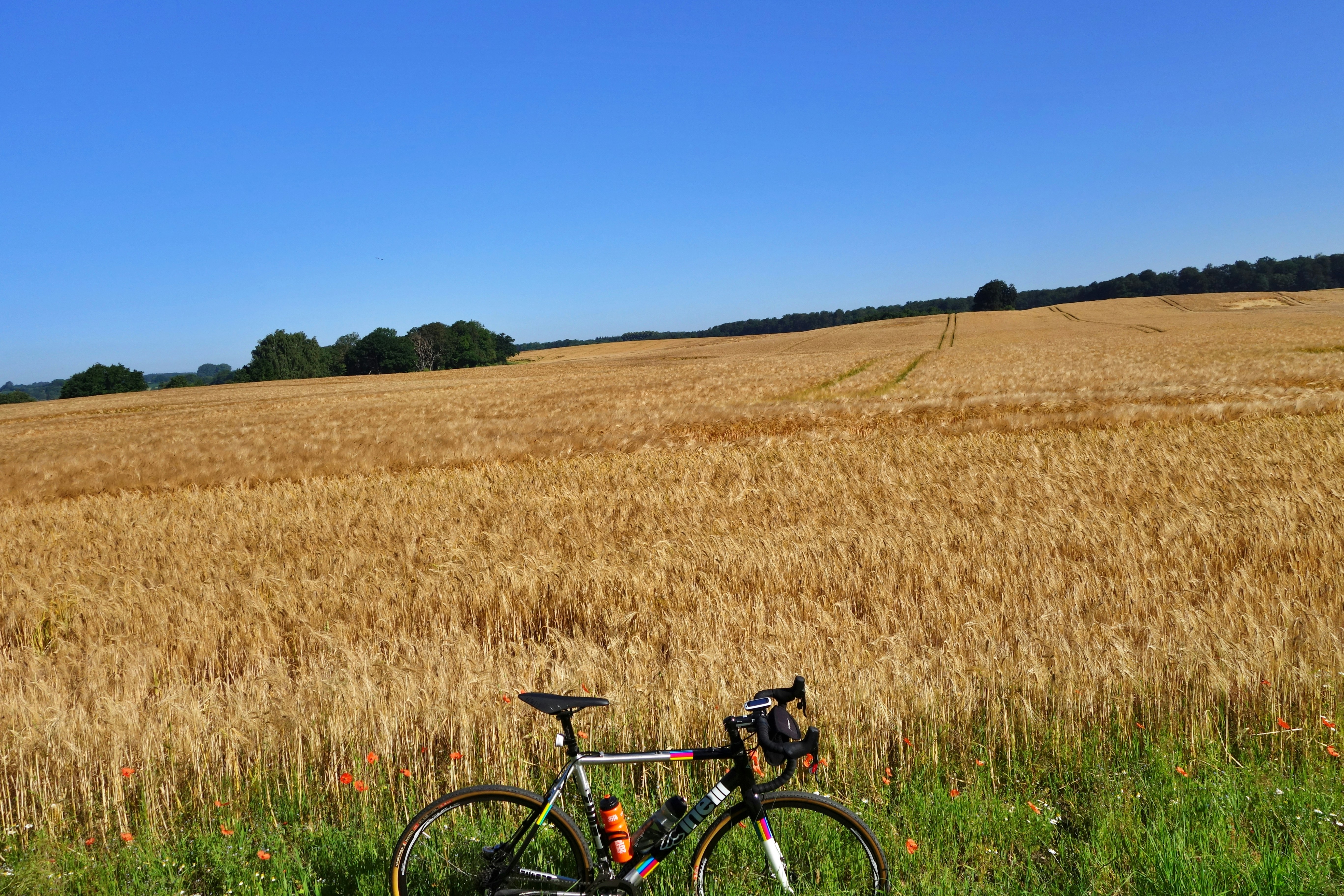 a bike parked in a field of wheat