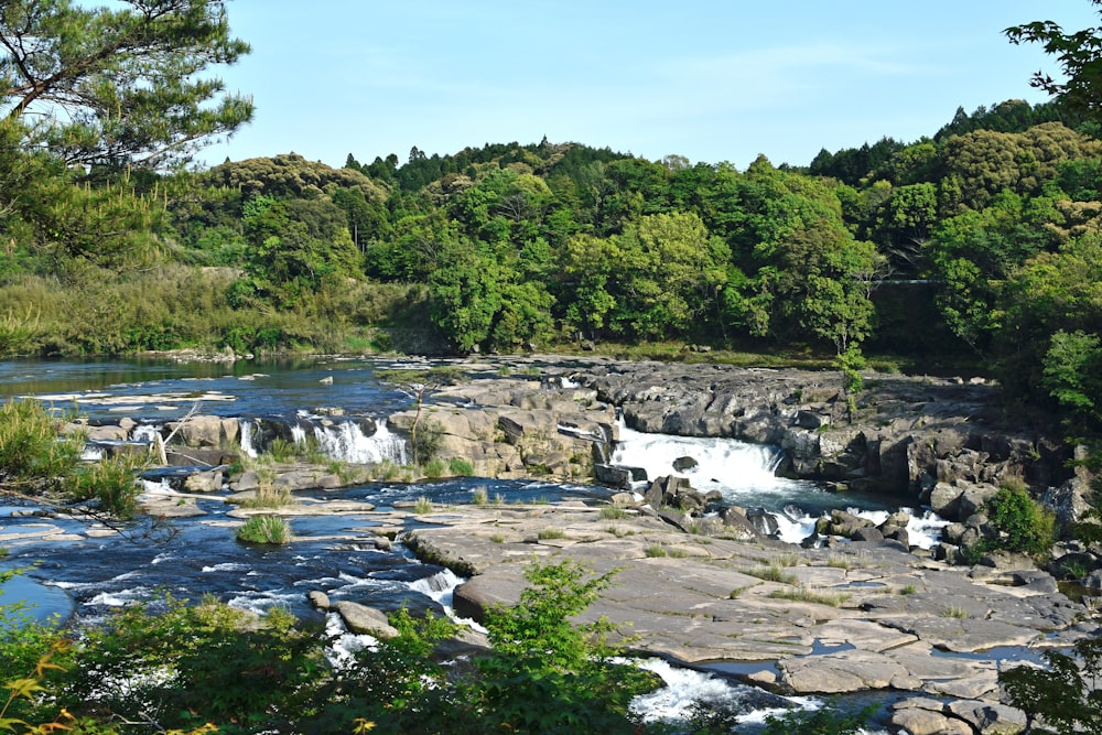 a river running through a lush green forest