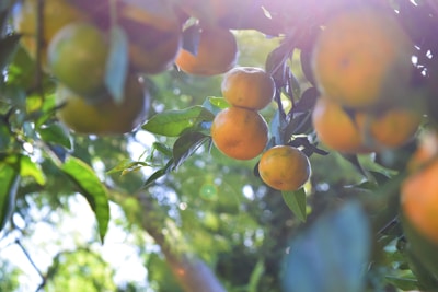 Sunlit kinnow orchard with ripe orange fruits hanging from lush green branches.