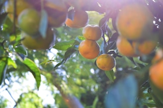 A fresh orchard with ripe citrus fruits hanging from the branches under sunlight.